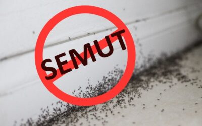 Cara Ampuh Usir Semut di Kamar